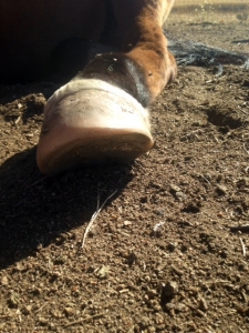 Hoof