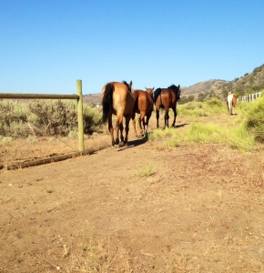 Horses track