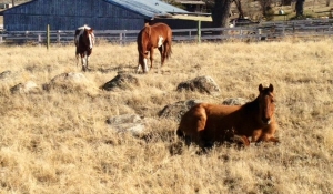 3 horses relaxing