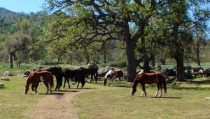 Horses eating